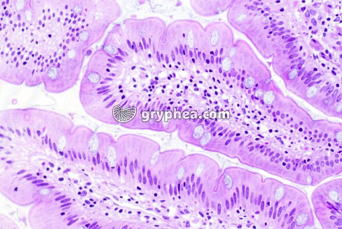 Intestin grêle - villosités avec cellules caliciformes (à mucus) x100 - gryphea.org